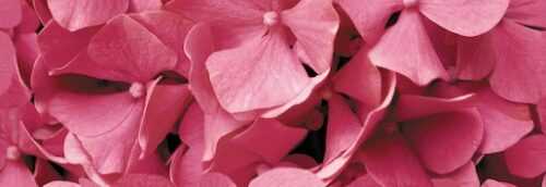 Dekor Fineza Velvet růžová Flowers 25x73 cm lesk DFLOWERS1 Fineza